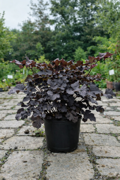 Astilbe chinensis Dark Side of the Moon в контейнері